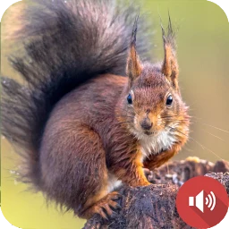 Squirrel Sounds