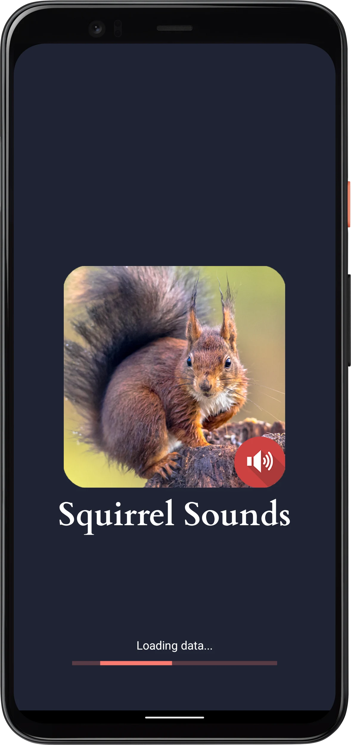 Squirrel Sounds screenshot